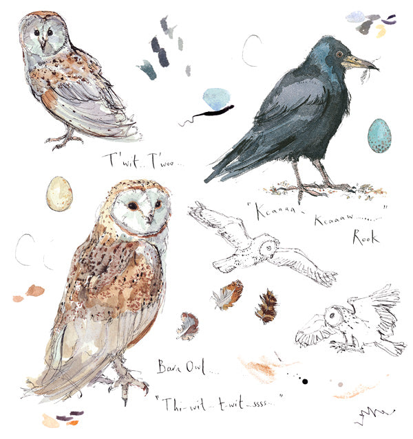 Barn Owl & Rook