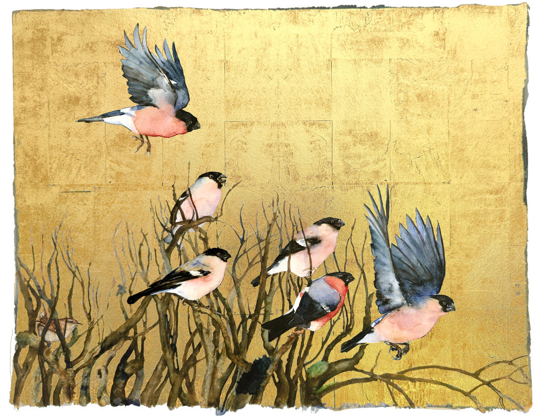 The Book of Birds - Bullfinch