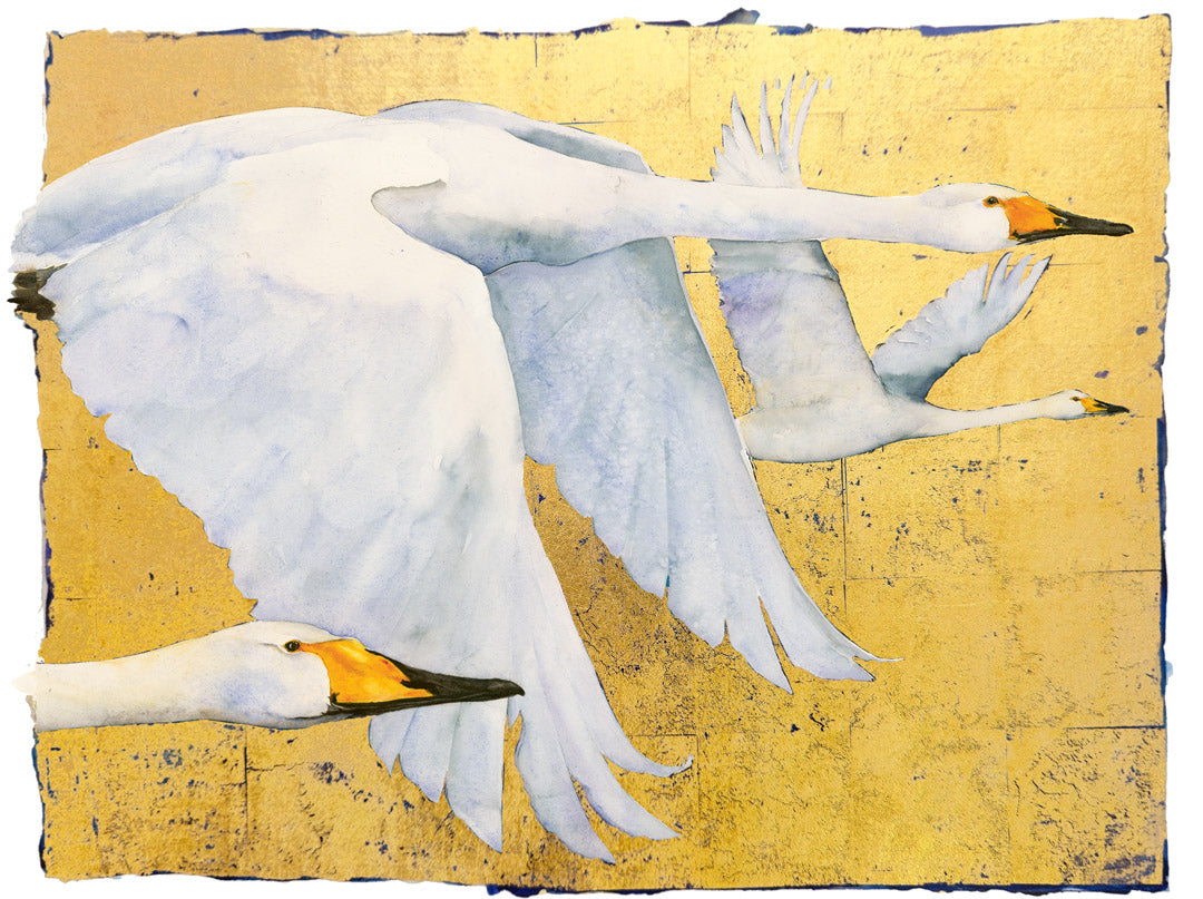 The Book of Birds - Whooper Swans