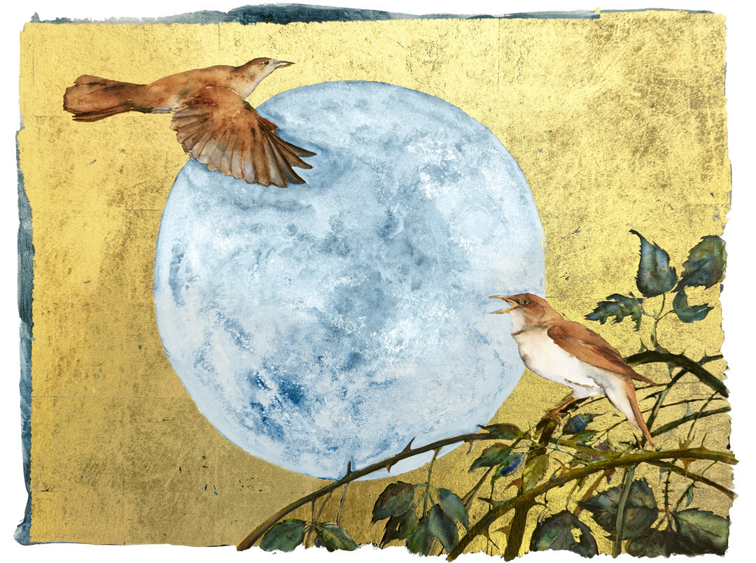 The Book of Birds - Nightingale
