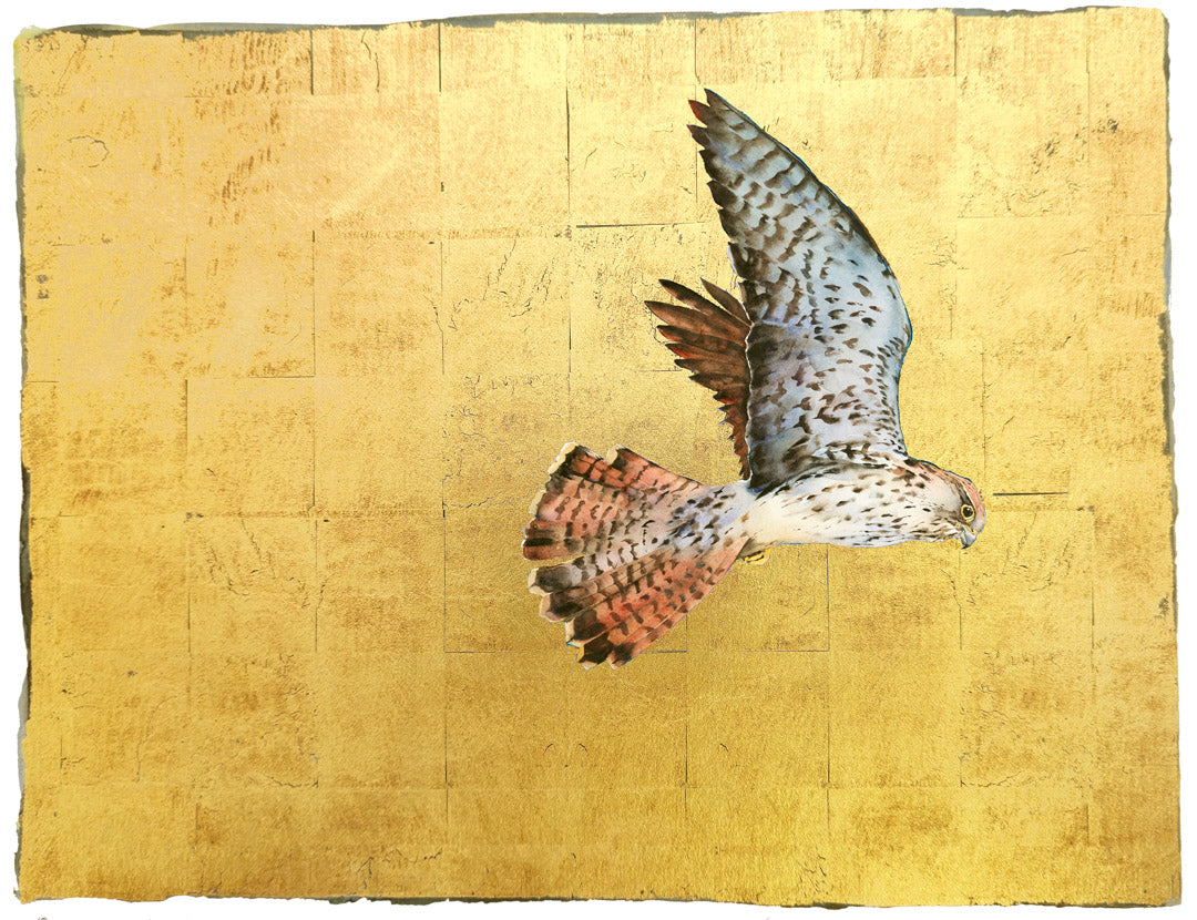 The Book of Birds - Kestrel