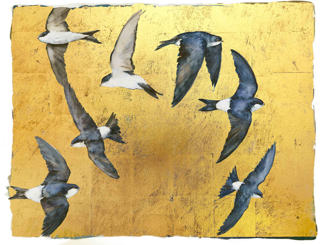 The Book of Birds - House Martin