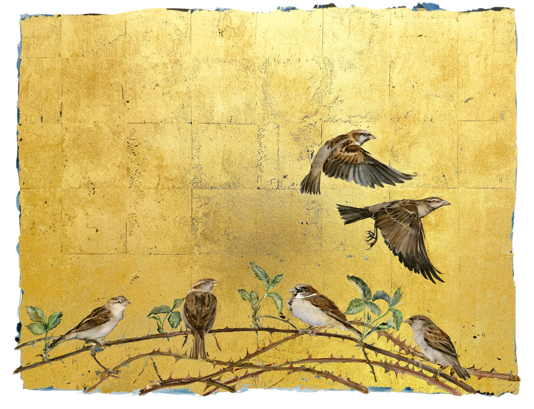The Book of Birds - Sparrow
