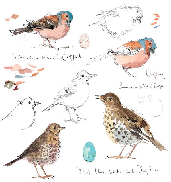 Chaffinch & Song Thrush