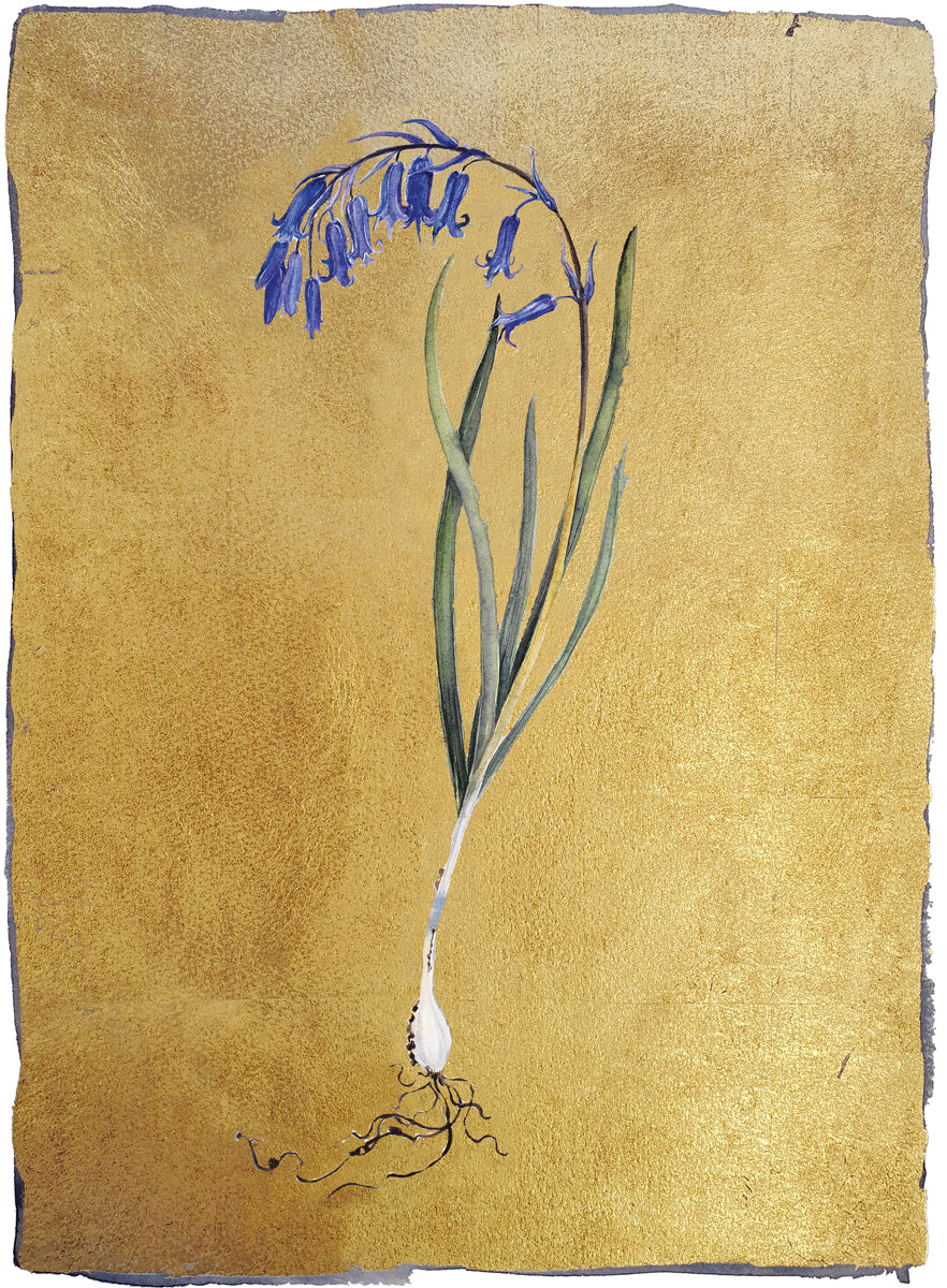 Bluebell on Gold leaf by Jackie Morris & Robert Macfarlane