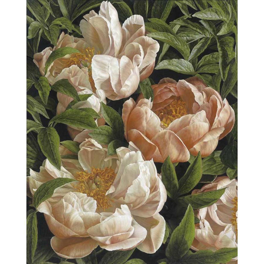 Coral Charm Peony