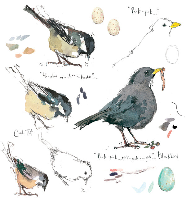 Blackbird & Coaltit