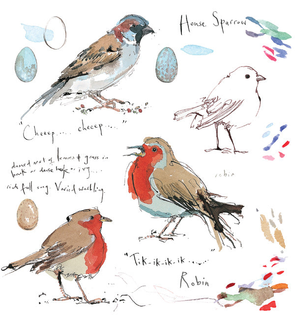 Sketch - Robin & House sparrow