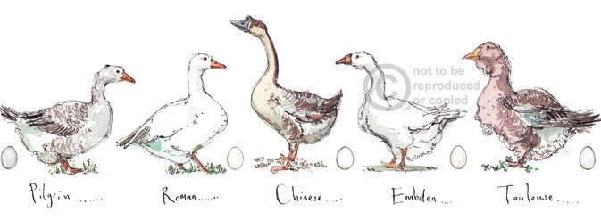 Madeleine Floyd - Geese