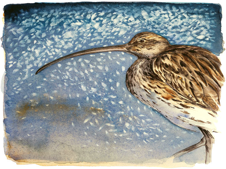 Lost Spells - Curlew- Jackie Morris & Robert MacFarlane