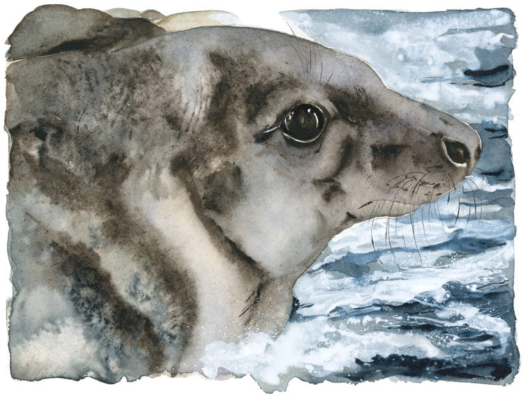 The Lost Spells - Grey Seal