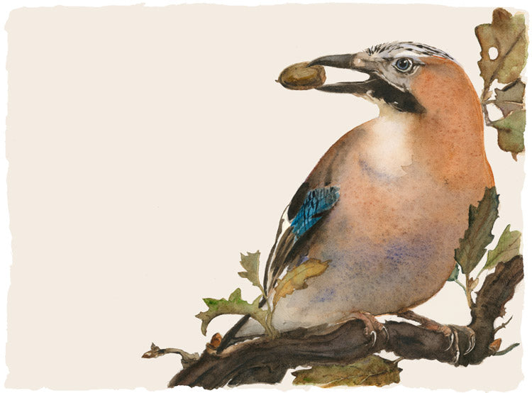 Lost Spells - Jay - Jackie Morris & Robert MacFarlane