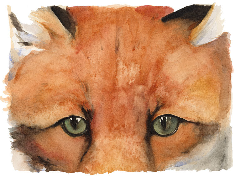 Lost Spells - Red Fox - Jackie Morris & Robert MacFarlane