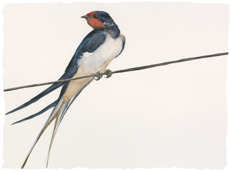 Lost Spells - Swallow - Jackie Morris & Robert MacFarlane