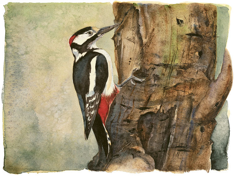 Lost Spells - Woodpecker