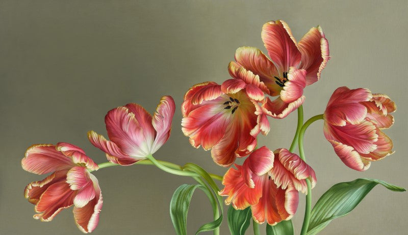 Parrot Tulips by Mia Tarney