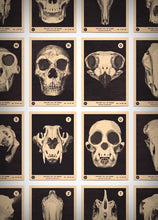 Load image into Gallery viewer, Skulls A to Z
